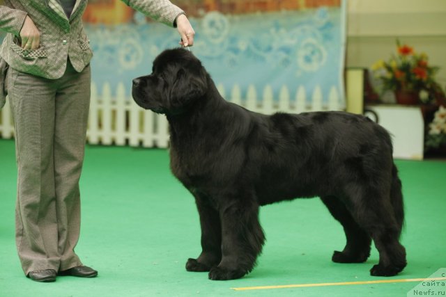 Фото: ньюфаундленд Beguschaya po Volnam Hand Made (Бегущая по Волнам Ханд Маде)