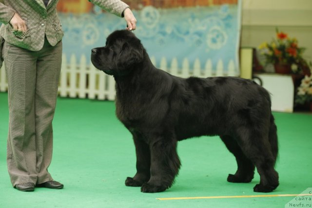 Фото: ньюфаундленд Beguschaya po Volnam Hand Made (Бегущая по Волнам Ханд Маде)