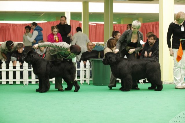 Фото: ньюфаундленд Beguschaya po Volnam Hand Made (Бегущая по Волнам Ханд Маде), ньюфаундленд Zholli Wonderfull iz Medvejyego Yara (Жолли Вандерфулл из Медвежьего Яра)