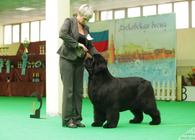 Фото: ньюфаундленд Zholli Wonderfull iz Medvejyego Yara (Жолли Вандерфулл из Медвежьего Яра)