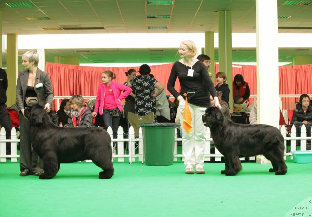 Фото: ньюфаундленд Zholli Wonderfull iz Medvejyego Yara (Жолли Вандерфулл из Медвежьего Яра), ньюфаундленд Black Blues iz Volotova