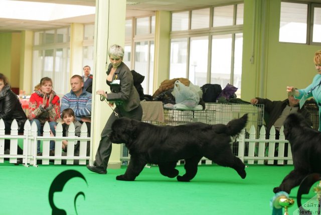Фото: ньюфаундленд Zholli Wonderfull iz Medvejyego Yara (Жолли Вандерфулл из Медвежьего Яра)
