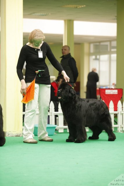 Фото: ньюфаундленд Black Blues iz Volotova