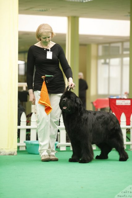 Фото: ньюфаундленд Black Blues iz Volotova