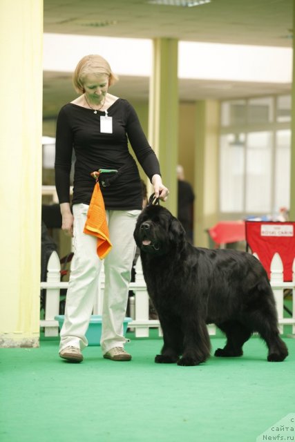 Фото: ньюфаундленд Black Blues iz Volotova