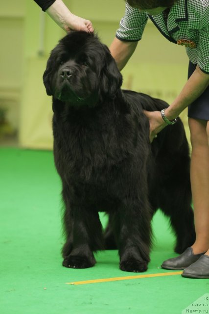 Фото: ньюфаундленд Black Blues iz Volotova