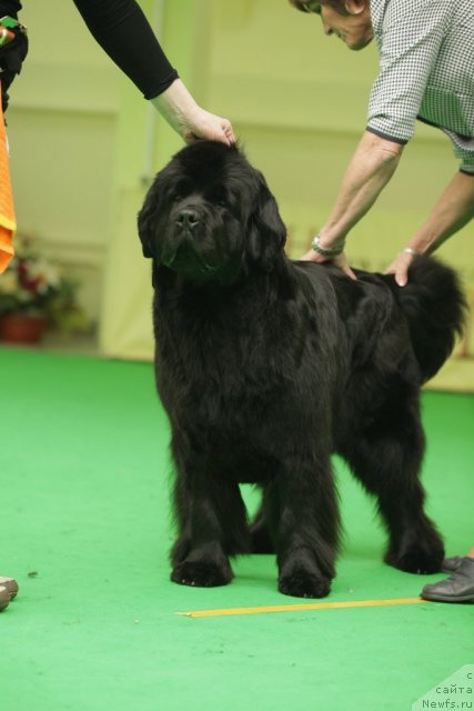 Фото: ньюфаундленд Black Blues iz Volotova