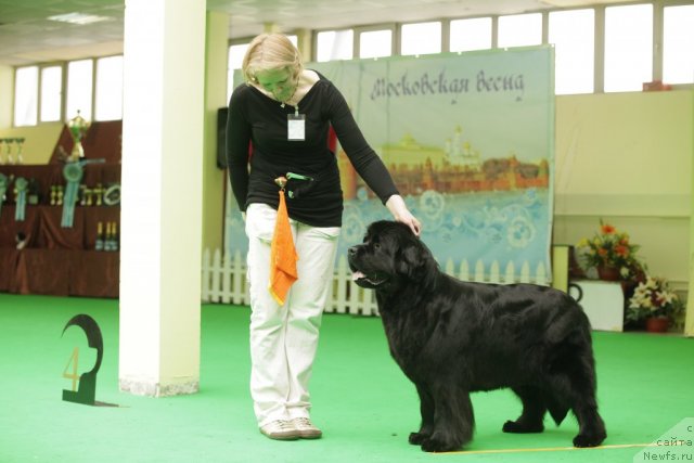 Фото: ньюфаундленд Black Blues iz Volotova