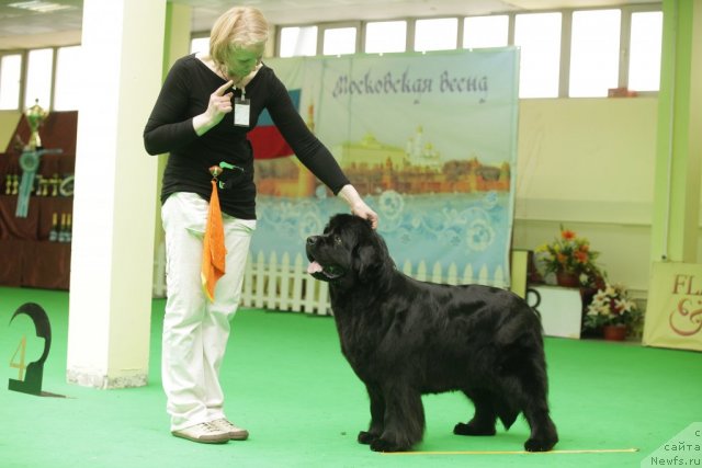 Фото: ньюфаундленд Black Blues iz Volotova