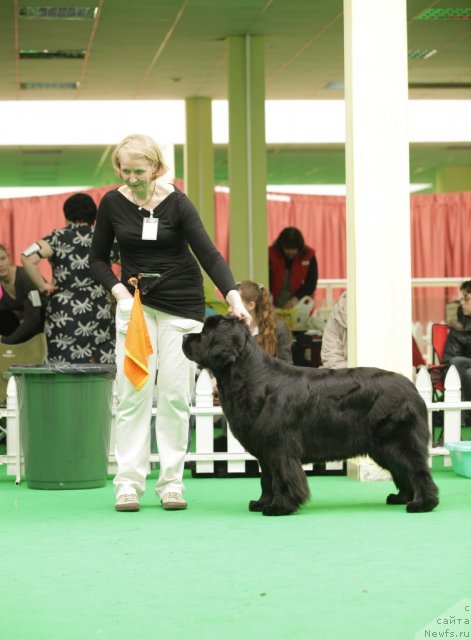 Фото: ньюфаундленд Black Blues iz Volotova