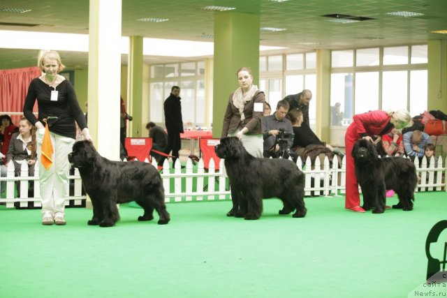 Фото: ньюфаундленд Black Blues iz Volotova, ньюфаундленд Endowed By Spirit Midnight Bear, ньюфаундленд Endless Love Midnight Bear