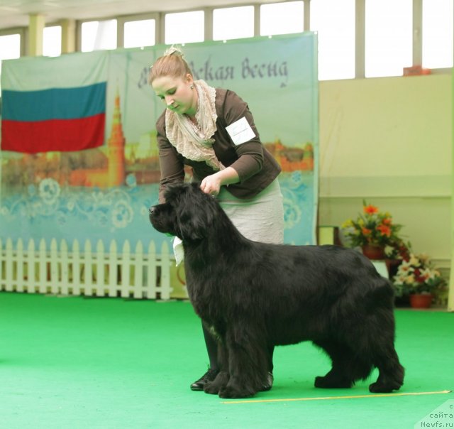 Фото: ньюфаундленд Endowed By Spirit Midnight Bear