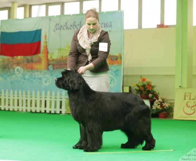 Фото: ньюфаундленд Endowed By Spirit Midnight Bear