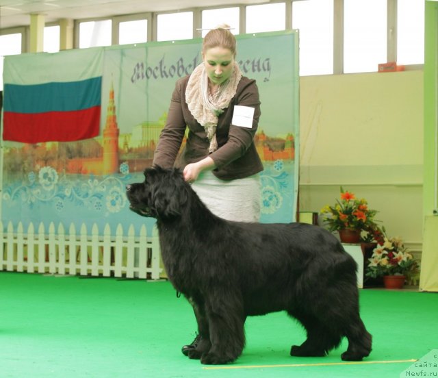 Фото: ньюфаундленд Endowed By Spirit Midnight Bear