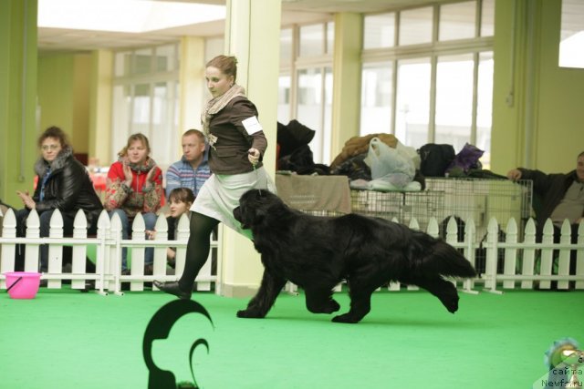 Фото: ньюфаундленд Endowed By Spirit Midnight Bear