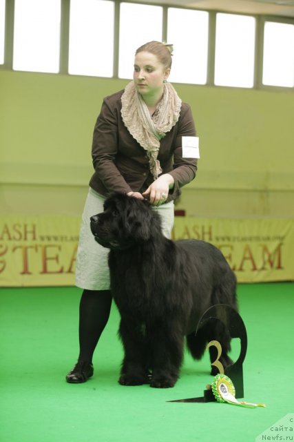 Фото: ньюфаундленд Endowed By Spirit Midnight Bear