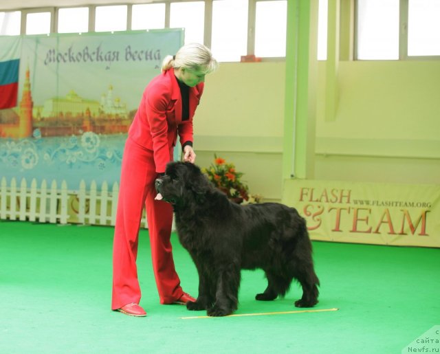 Фото: ньюфаундленд Endless Love Midnight Bear