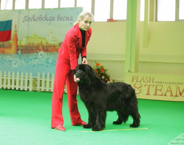 Фото: ньюфаундленд Endless Love Midnight Bear