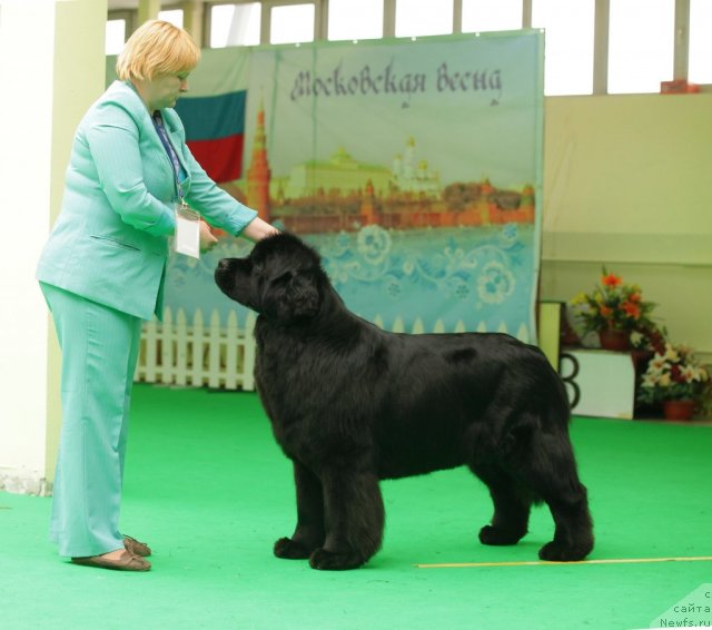 Фото: ньюфаундленд Aquatoriya Kelvin Inspirit Life (Акватория Келвин Инспирит Лайф)