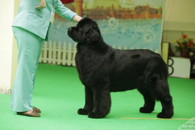 Фото: ньюфаундленд Aquatoriya Kelvin Inspirit Life (Акватория Келвин Инспирит Лайф)