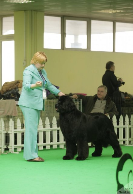 Фото: ньюфаундленд Aquatoriya Kelvin Inspirit Life (Акватория Келвин Инспирит Лайф)