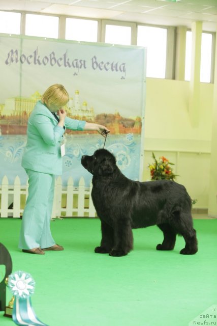 Фото: ньюфаундленд Aquatoriya Kelvin Inspirit Life (Акватория Келвин Инспирит Лайф)