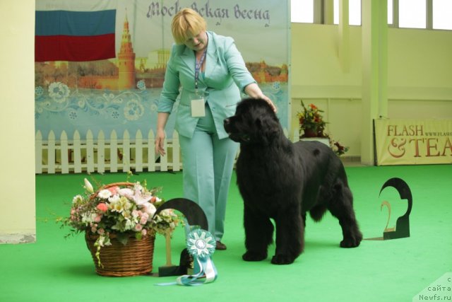 Фото: ньюфаундленд Aquatoriya Kelvin Inspirit Life (Акватория Келвин Инспирит Лайф)