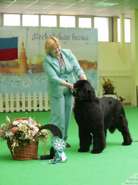 Фото: ньюфаундленд Aquatoriya Kelvin Inspirit Life (Акватория Келвин Инспирит Лайф)