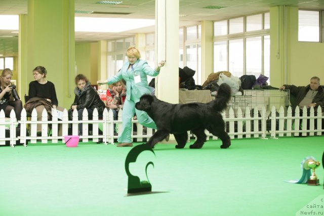 Фото: ньюфаундленд Aquatoriya Kelvin Inspirit Life (Акватория Келвин Инспирит Лайф)