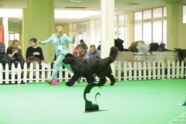 Фото: ньюфаундленд Aquatoriya Kelvin Inspirit Life (Акватория Келвин Инспирит Лайф)