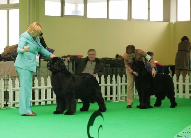 Фото: ньюфаундленд Aquatoriya Kelvin Inspirit Life (Акватория Келвин Инспирит Лайф), ньюфаундленд Fairweathers Rare and Precious