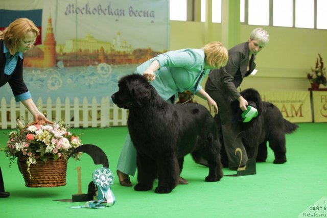 Фото: ньюфаундленд Aquatoriya Kelvin Inspirit Life (Акватория Келвин Инспирит Лайф), ньюфаундленд Zholli Wonderfull iz Medvejyego Yara (Жолли Вандерфулл из Медвежьего Яра)