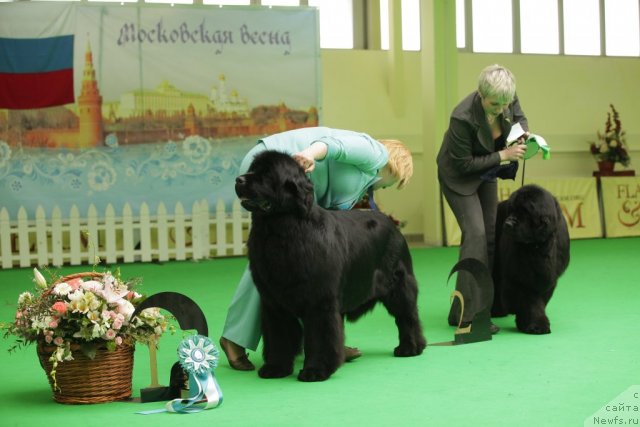 Фото: ньюфаундленд Aquatoriya Kelvin Inspirit Life (Акватория Келвин Инспирит Лайф), ньюфаундленд Zholli Wonderfull iz Medvejyego Yara (Жолли Вандерфулл из Медвежьего Яра)