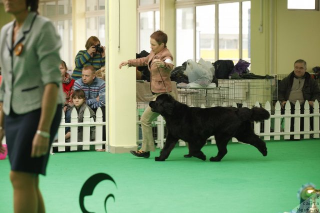 Фото: ньюфаундленд Fairweathers Rare and Precious