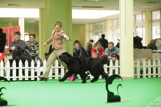 Фото: ньюфаундленд Fairweathers Rare and Precious