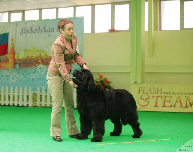 Фото: ньюфаундленд Fairweathers Rare and Precious