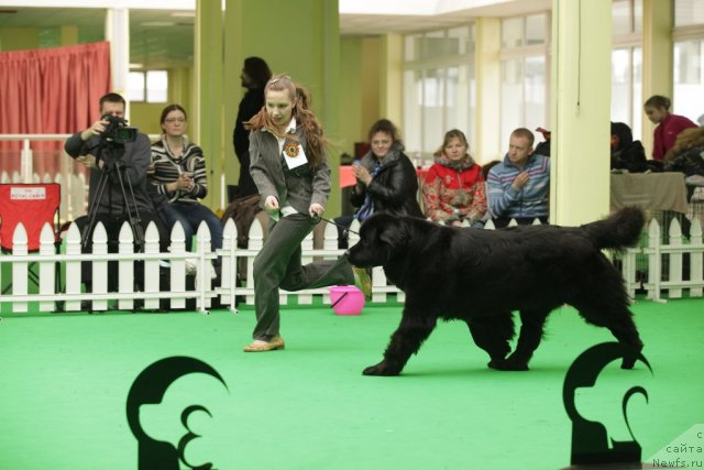 Фото: ньюфаундленд Sent Djons Dora (Сент Джонс Дора)