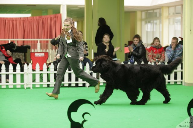 Фото: ньюфаундленд Sent Djons Dora (Сент Джонс Дора)