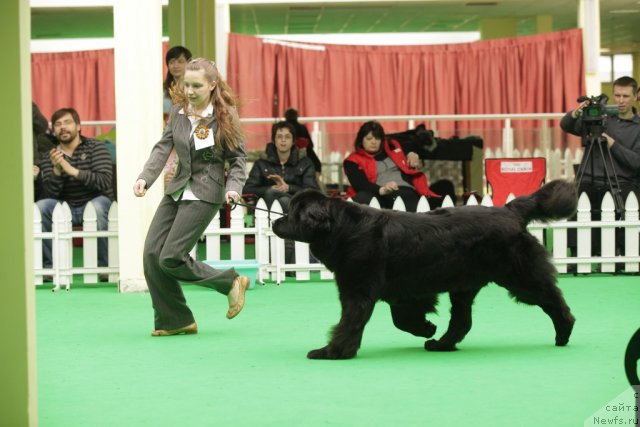 Фото: ньюфаундленд Sent Djons Dora (Сент Джонс Дора)