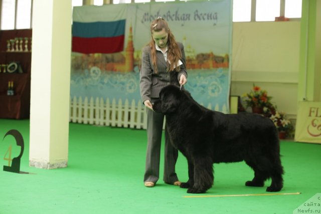 Фото: ньюфаундленд Sent Djons Dora (Сент Джонс Дора)