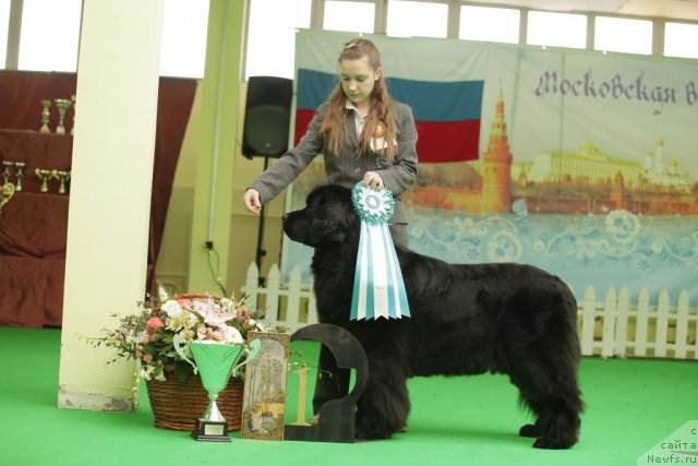 Фото: ньюфаундленд Sent Djons Dora (Сент Джонс Дора)