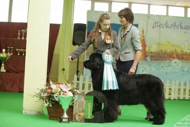 Фото: ньюфаундленд Sent Djons Dora (Сент Джонс Дора)