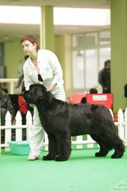 Фото: ньюфаундленд Aquatoriya Kelvin Out of The Blue (Акватория Келвин Оут оф зе Блю)