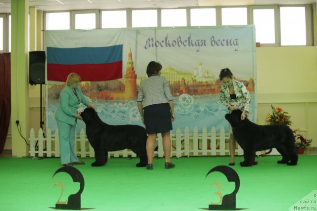 Фото: ньюфаундленд Aquatoriya Kelvin Inspirit Life (Акватория Келвин Инспирит Лайф), ньюфаундленд Sent Djons Sabina Mistical (Сент Джонс Сабина Мистикал)