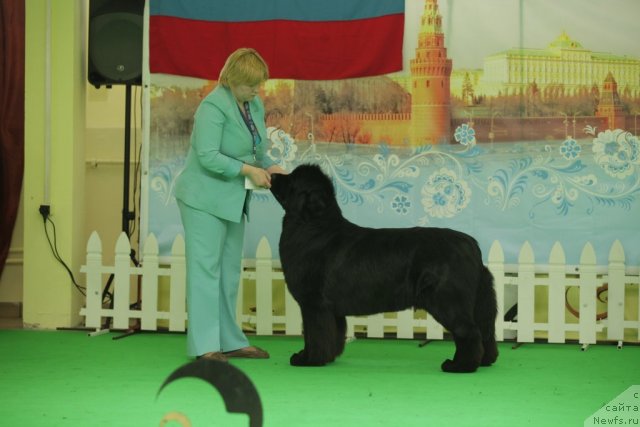 Фото: ньюфаундленд Aquatoriya Kelvin Inspirit Life (Акватория Келвин Инспирит Лайф)