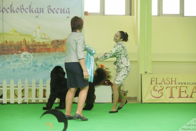 Фото: ньюфаундленд Sent Djons Sabina Mistical (Сент Джонс Сабина Мистикал)