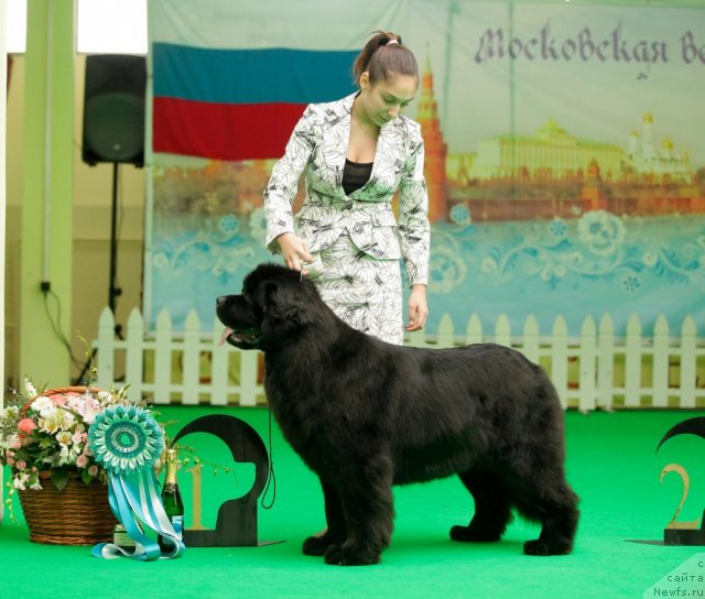 Фото: ньюфаундленд Sent Djons Sabina Mistical (Сент Джонс Сабина Мистикал)