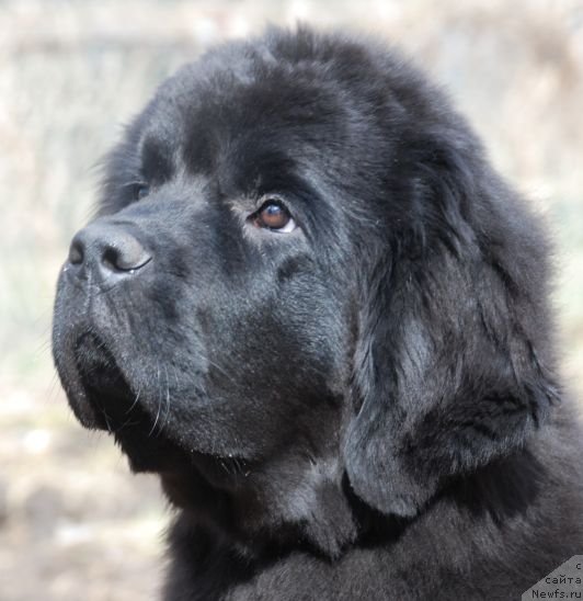 Фото: ньюфаундленд Dar Svezy Believe Me (Дар Свезы Белив Ми)