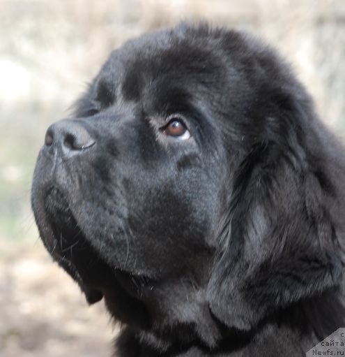 Фото: ньюфаундленд Dar Svezy Believe Me (Дар Свезы Белив Ми)