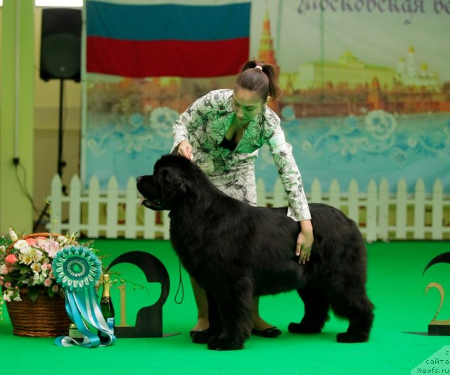 Фото: ньюфаундленд Sent Djons Sabina Mistical (Сент Джонс Сабина Мистикал)